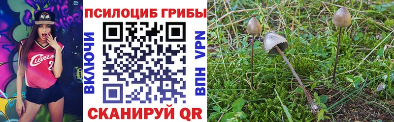 blacksprut зеркало цены наркотик Закаменск Псилоцибиновые грибы мицелий